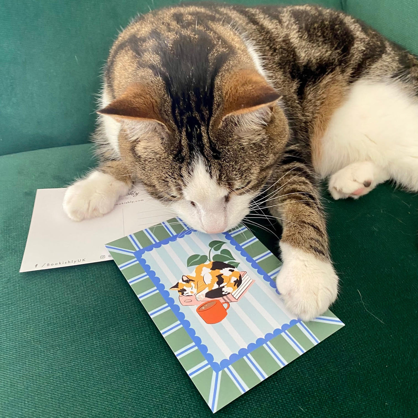 Cats and Books - 12 Postcard Set